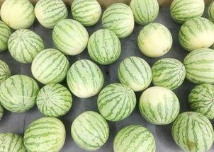 东北真实吃瓜,揭秘真实吃瓜背后的故事