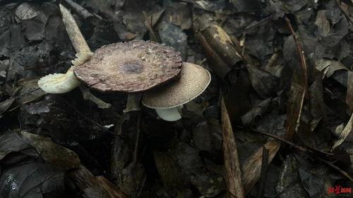 高级吃瓜菌,网络舆论场中的“隐形观察者”