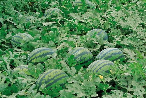 种菜吃瓜视频大全,种菜吃瓜视频大全精选集