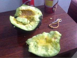 吃瓤瓜中毒,警惕食用风险