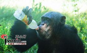 猩猩女人吃瓜,揭秘原始森林中的神秘食瓜传奇