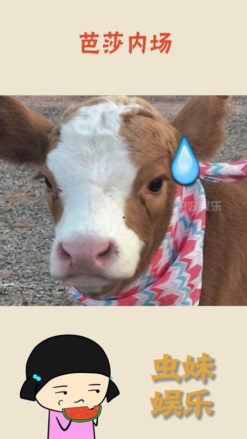 抖音青蛇吃瓜,揭秘娱乐圈背后的秘密