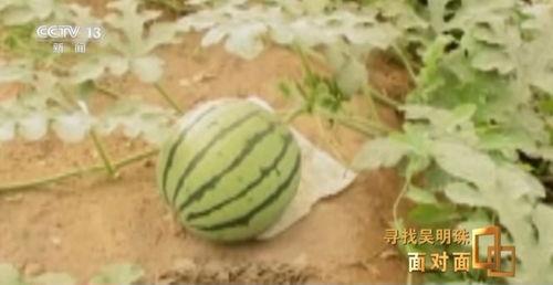 人在吃瓜的时候,揭秘吃瓜群众的快乐时光