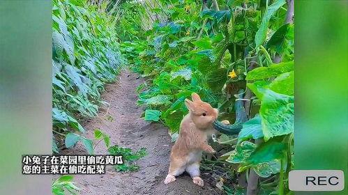 兔子吃瓜图,趣味盎然的田园生活瞬间