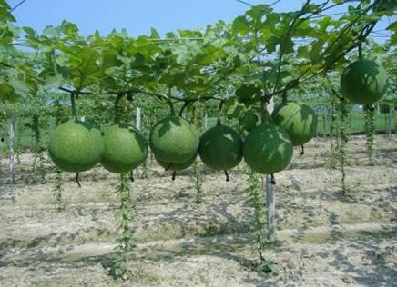 瓜萎叶咋吃,瓜萎叶的多样食用方法探索