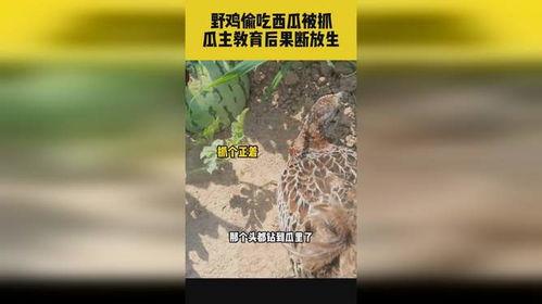 野鸡吃的瓜,探寻瓜果间的自然盛宴