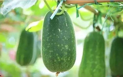 青海吃瓜怎么说,吃瓜也能吃出别样风情