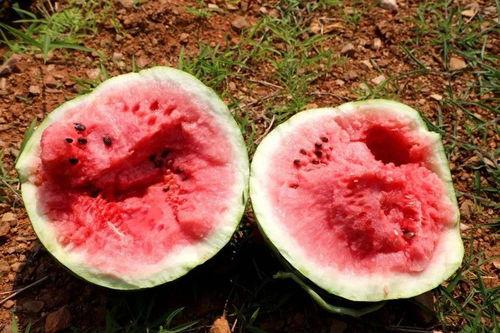 吃瓜玉溪,探寻这座城市的美食与故事