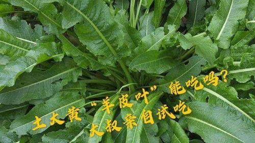 羊吃瓜叶菜,绿色营养共成长