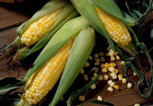 吃瓜苞米老师,揭秘校园里的趣味教学故事