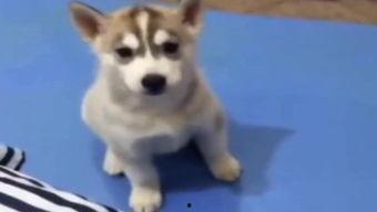 小狗吃瓜吵架图片,趣味瞬间捕捉