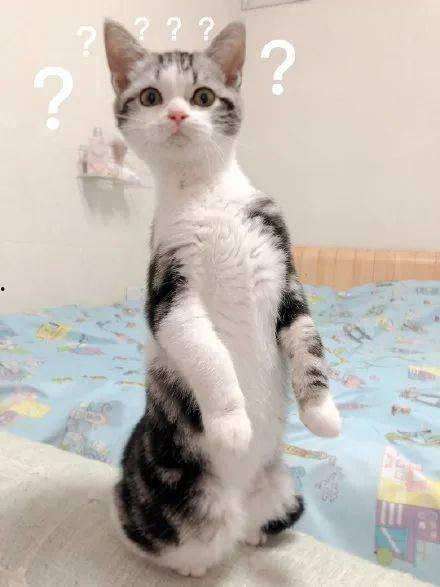 猫咪场外吃瓜,揭秘宠物界的八卦风云