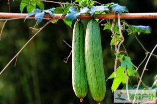 吃瓜补钾,轻松获取钾元素的健康之道