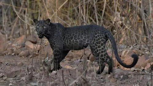 瑞豹吃瓜事件,网络舆论的狂欢与反思