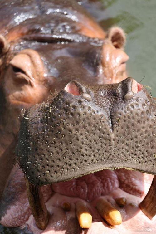 忠实的吃瓜,揭秘娱乐圈幕后真相