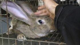 吃瓜的巨兔,揭秘动物界的“美食家”