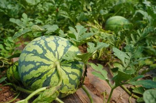 江津吃瓜,一场舌尖上的夏日盛宴