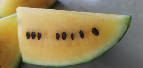 宾川四中吃瓜,揭秘校园里的热点话题