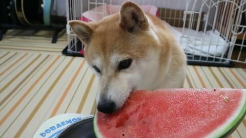 柴犬吃瓜图片,萌态十足，夏日清凉一“瓜”