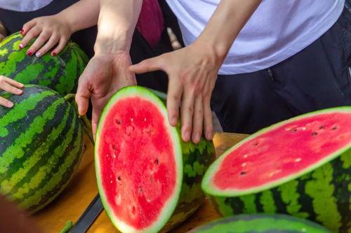 育人学校吃瓜,揭秘校园里的“瓜田”风云