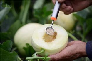 蜜罐瓜怎么吃,解锁甜蜜滋味新体验