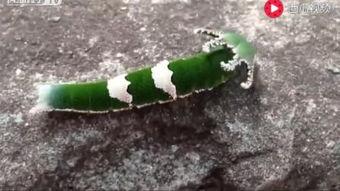 吃瓜人拍照搞笑视频,吃瓜人搞笑拍照视频集锦