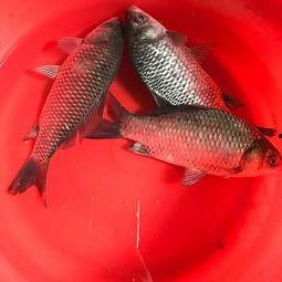 鲫瓜的怎么吃,解锁美味新境界