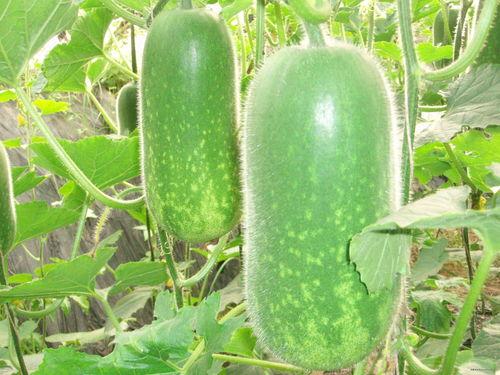 静静吃瓜视频大全