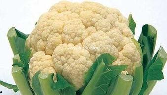 手骨折可以吃蒲瓜吗,蒲瓜助力营养补充与恢复