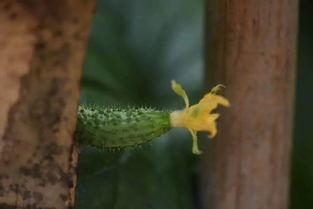 烟花吃瓜,一场视觉盛宴背后的故事